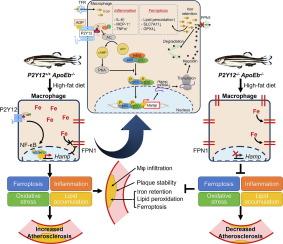 Macrophage P2Y12 regulates iron transport and its inhibition protects against atherosclerosis