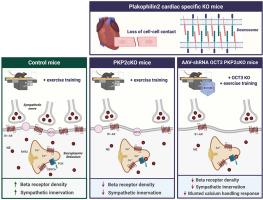 Exercise-induced dysregulation of the adrenergic response in a mouse model of PKP2-arrhythmogenic cardiomyopathy