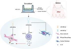 miR-363-5p- and IL-34-mediated modulation of pacemaker channel, HCN4, on iPSC-CM: Translation into the human sinus node microenvironment