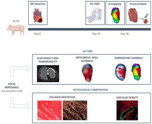 Tissue characteristics underlying endocardial local impedance subtypes in chronic myocardial infarction