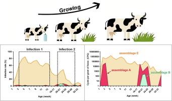 Age-associated occurrence of Giardia duodenalis genotypes and subtypes in a birth-cohort of dairy calves in Guangdong, China