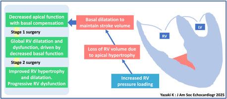 Regional Right Ventricular Remodeling in Hypoplastic Left Heart Syndrome Across Staged Surgical Palliation and Its Association With Global Right Ventricular Function and Clinical Outcomes