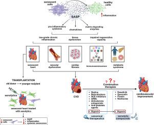Senolytic therapies for cardiovascular aging: tackling fibrosis and metabolic dysfunction
