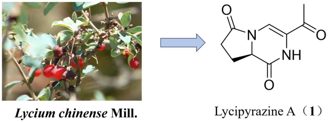 A new pyrrolopyrazine alkaloid from the fruit of Lycium chinense