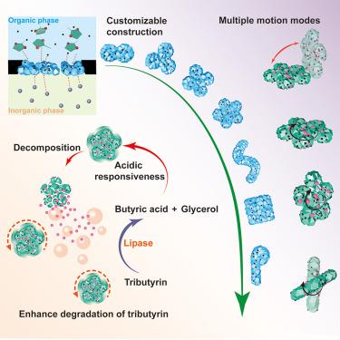 MOF-based magnetically manipulated microwheel-robots for triglyceride degradation
