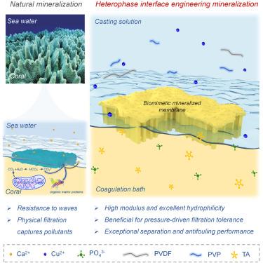 Ultrarobust biomimetic mineralized membranes via heterophase interface engineering