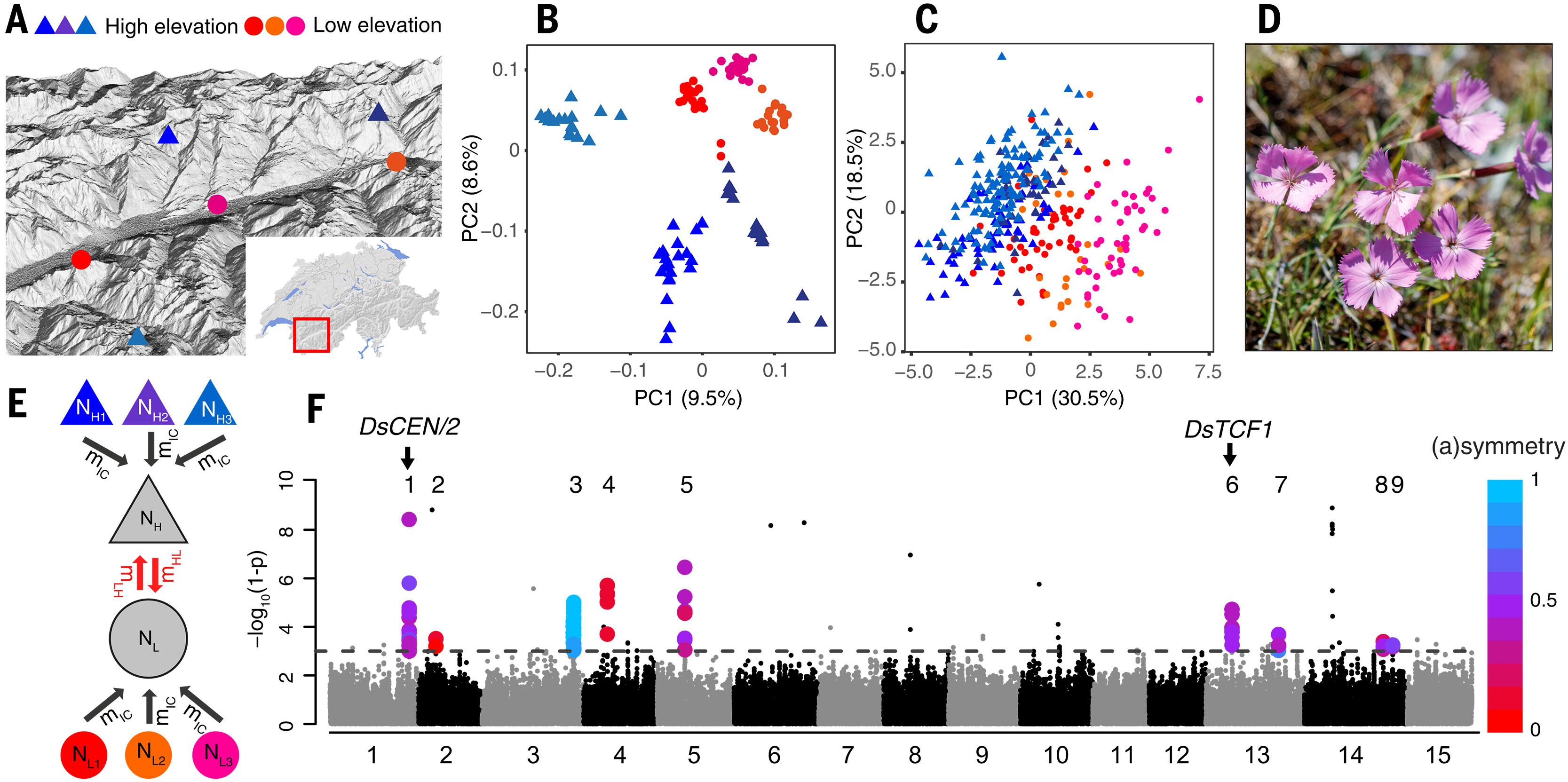 Ancient alleles drive contemporary climate adaptation in an alpine plant