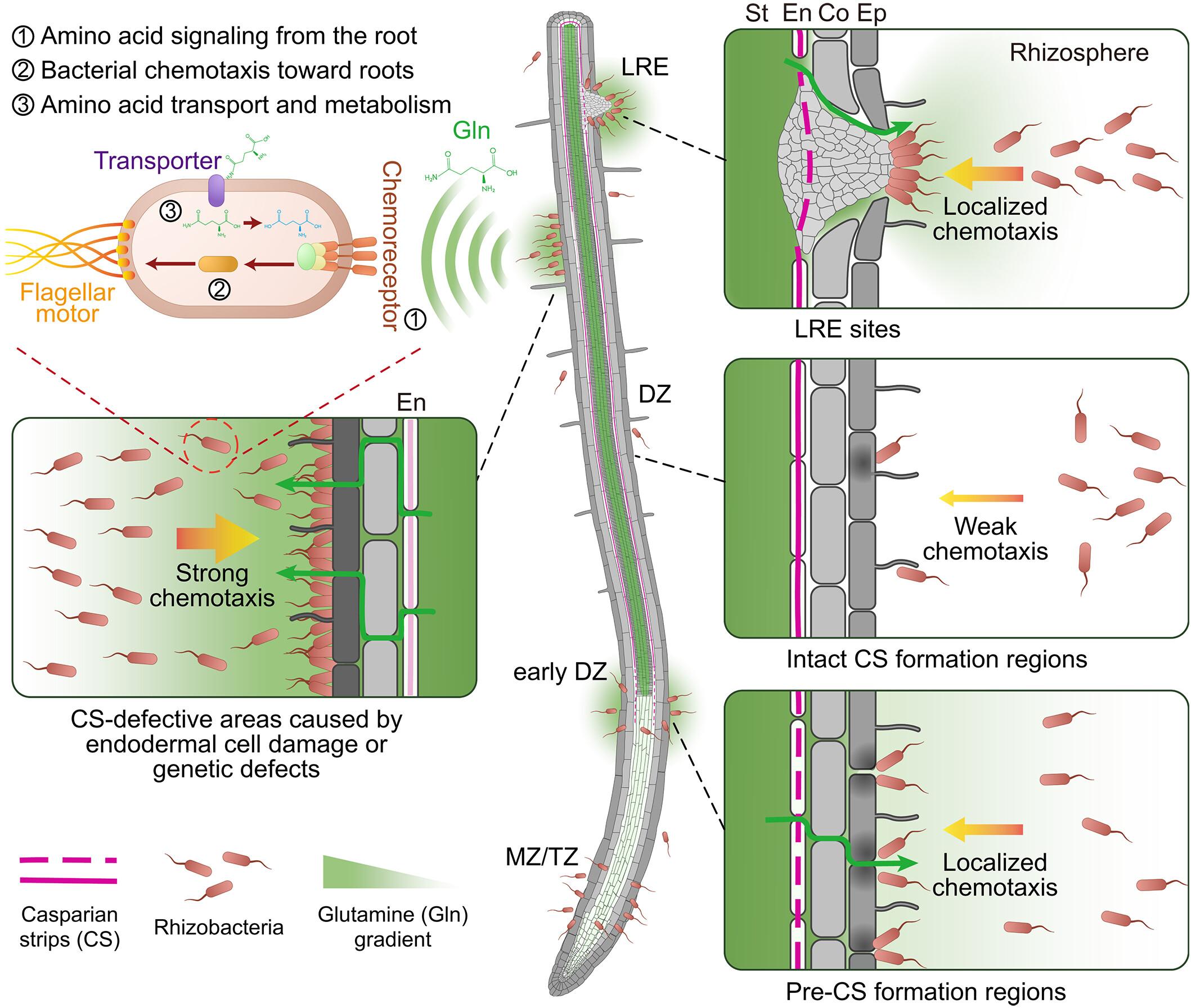 Localized glutamine leakage drives the spatial structure of root microbial colonization