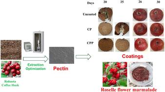 Waste robusta coffee husk pectin: ultrasound-assisted extraction and applications in roselle flower marmalade and fruit coating