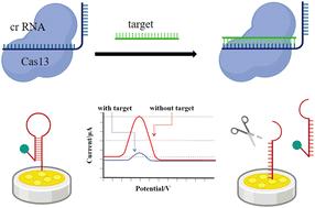 CRISPR/Cas13a-mediated interfacial cleaving of hairpin RNA reporter for PEAK1 nucleic acid sensing