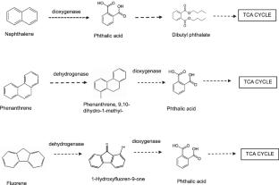 Biodegradation of Polycyclic Aromatic Hydrocarbons by the Biofilm Forming Bacteria Priestia aryabhattai BMRS3B Isolated from the Rhizosphere of Oryza sativa