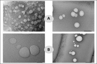 Innovative Transdermal Delivery of Synergistic Phytoconstituents from Dalbergia Sissoo and Curcuma Longa: Formulation, Characterization, and Biological Efficacy