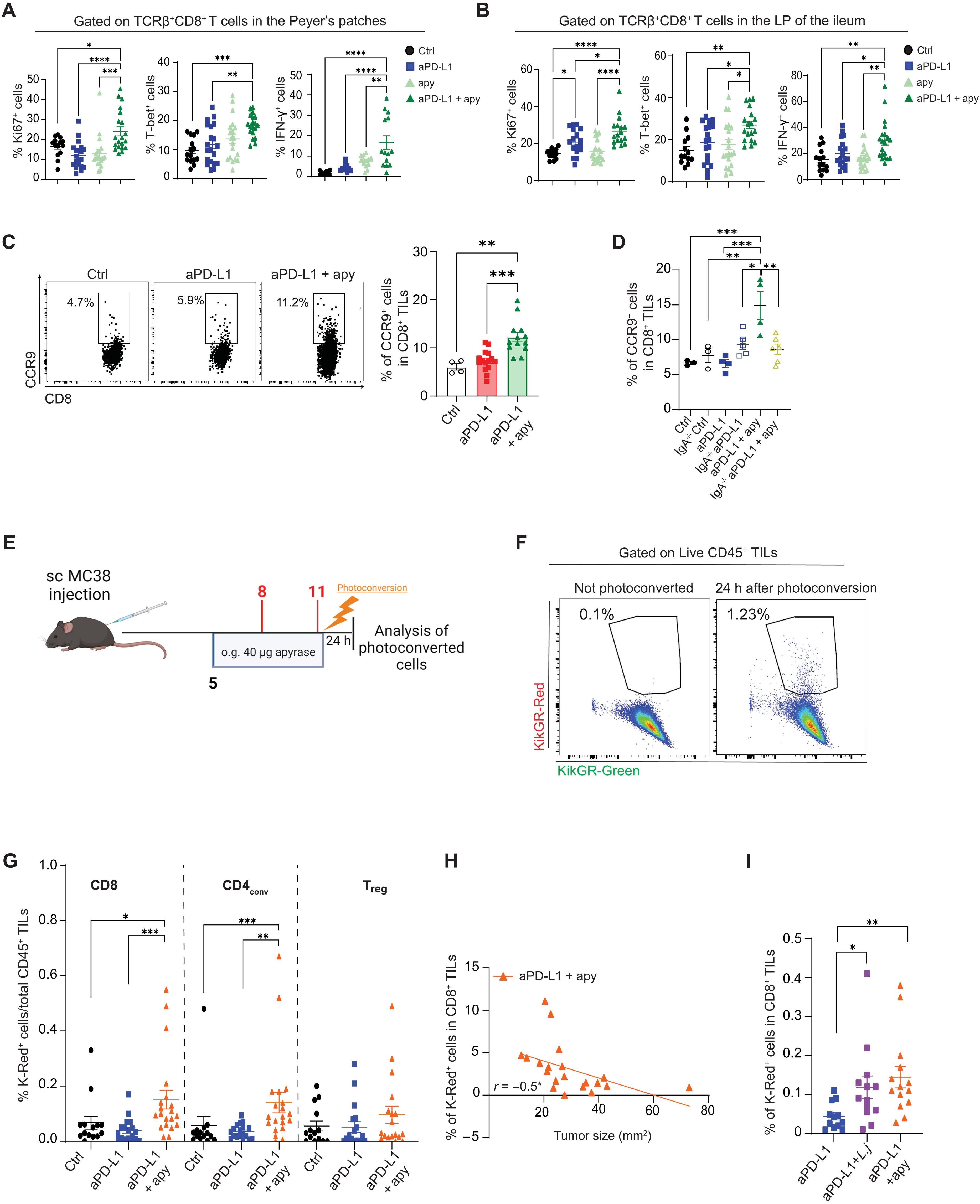 Secretory IgA amplification during immune checkpoint blockade enhances the control of tumor growth by enterotropic T cells