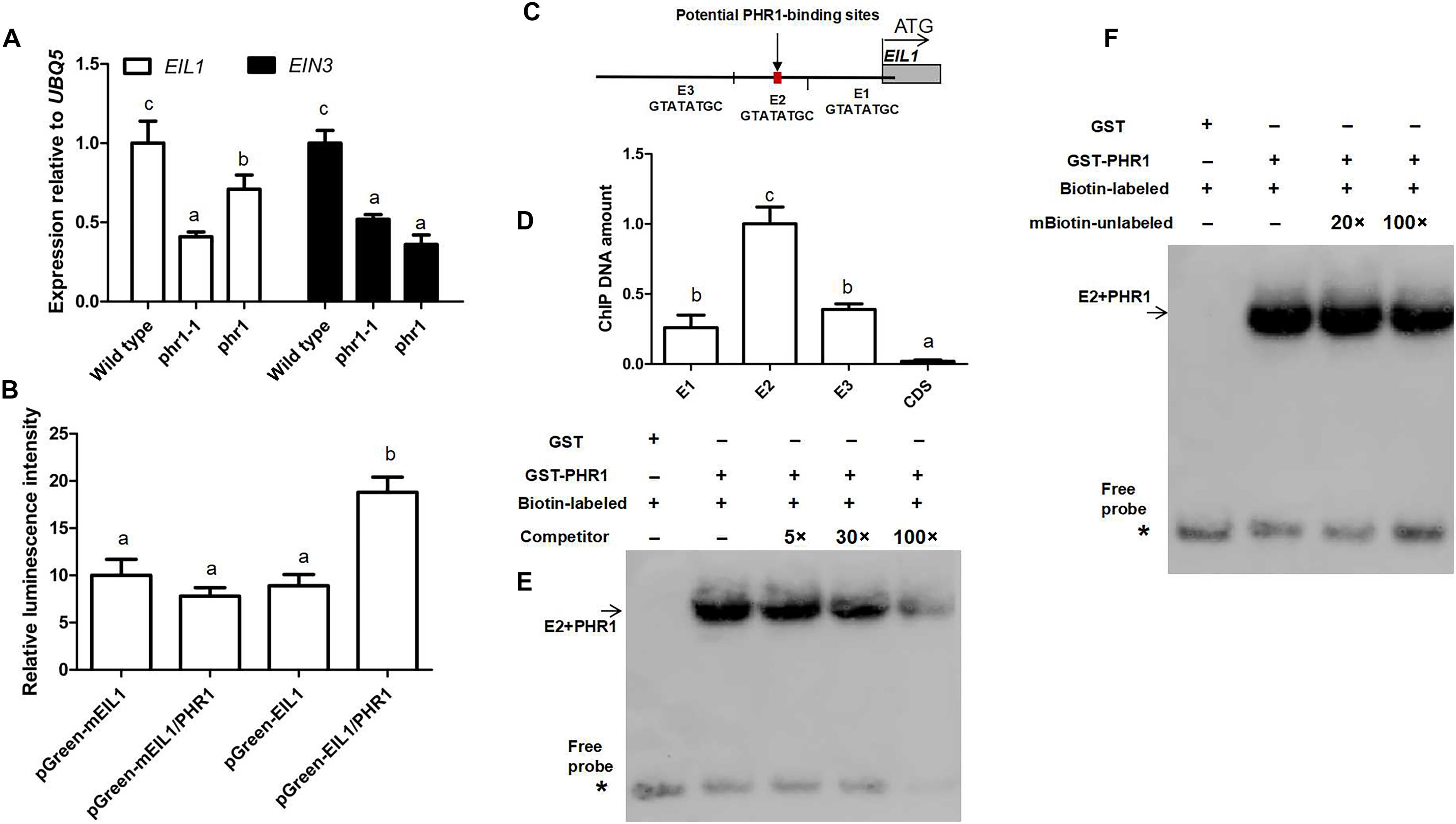 Limited phosphate resources are efficiently allocated to each organ by the PHR1-EIN3/EIL1 module to coordinate their establishment