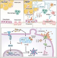 Naringin inhibits the osteoblast-osteoclast pyroptosis cascade reaction mediated by accumulated bone marrow adipose tissue in the treatment of postmenopausal osteoporosis