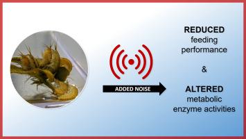 Noisy waters affect feeding and metabolic enzyme activities of amphipod mesograzers