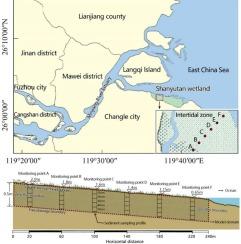Numerical modeling of ammonium and nitrate nitrogen transport in estuarine wetland sediments: a case study of the Minjiang Estuary
