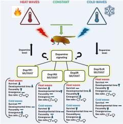 The role of dopaminergic signaling in insect response to repeated acute heat and cold stress