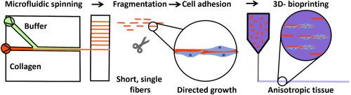 Cell-instructive microfibers enable programmable alignment of bioprinted hMSC