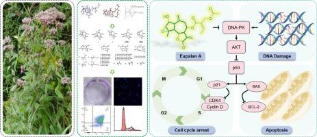 Sesquiterpenoids from Eupatorium chinense L. induce G0/G1 cell cycle arrest and apoptosis in AGS cell via DNA-PK/AKT/p53 pathway