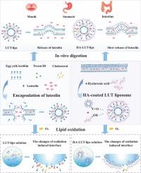 Interaction between hyaluronic acid and phospholipid bilayer and its influence on stability and bioavailability of luteolin-loaded liposomes