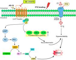 5-HT7 receptor antagonist SB269970 attenuates seizures by modulating NO/cGMP signaling pathway and neuroinflammation in a pentylenetetrazol-induced epilepsy model in rats