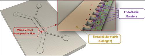 Investigation of nanoparticle extravasation pathways in tumor vessel-on-a-chip devices