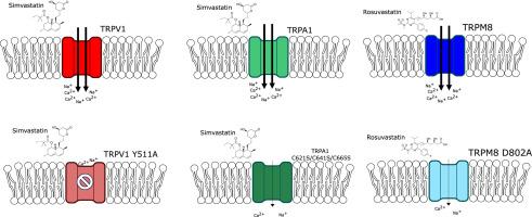 Statins activate temperature-gated transient receptor potential ion channels