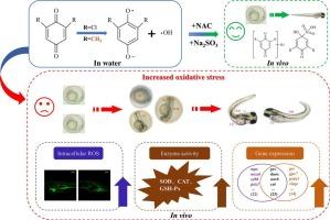 Ecotoxicological assessment of p-benzoquinone oxidation byproducts in water treatment systems: oxidative stress responses and mechanisms