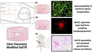 Three-dimensional modelling of lymphangiogenesis in-vitro using bioorthogonal click-crosslinked gelatin hydrogels