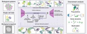 Correlated latent space learning for structural differentiation modeling in single cell RNA data