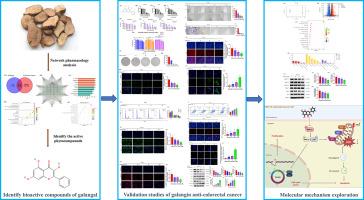 Investigation of galangin against colorectal cancer through MAPK signaling pathway modulation