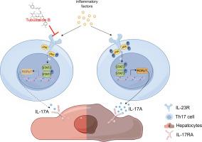 Tubuloside B alleviates con A-induced acute liver injury by inhibiting the IL-23/JAK2/STAT3 signaling pathway hyperactivation during Th17 cell differentiation