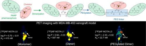 Structure-guided olaparib PET probe enables enhanced PARP-1 precision imaging