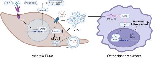 TNF promotes osteoclastogenesis by secreting miR-31-5p into small extracellular vesicles via the autotaxin–LPA–LPAR1 axis in arthritic fibroblast-like synoviocytes