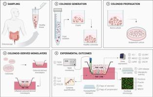 Functional and morphological characterisation of human colonoid-derived monolayers under inflammatory conditions