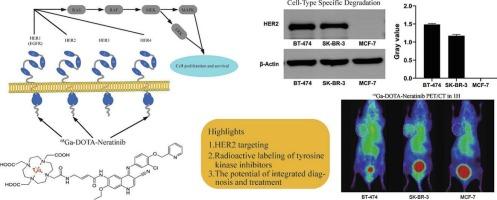 68Ga-DOTA-Neratinib: A novel small-molecule PET tracer for breast cancer imaging