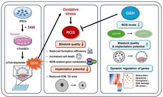 Bisphenol A impairs developmental potential of mouse blastoids through oxidative stress