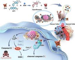 A chemotherapy based on dual-targeted release of ciprofloxacin in mitochondrial and endoplasmic reticulum