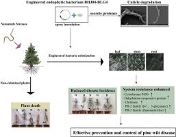 Engineered bacterium Pseudomonas abietaniphila BHJ04-BLG4 controls pine wilt disease via nematocidal activity and induction of host systemic resistance