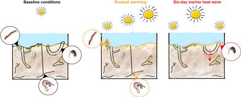 Neoichnological experiments reveal key differences between marine bioturbator responses to gradual warming compared to marine heat waves