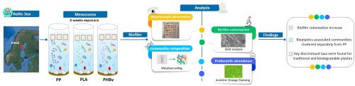 Early biofilm colonization on traditional and biodegradable plastics in the Baltic Sea using a mesocosm approach