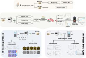 Freezing dynamics of dough under molecular hydrogen-fumigation assisted immersion: quality and structural responses to freezing and thawing cycles