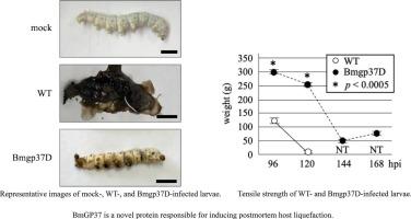 Involvement of Bombyx mori nucleopolyhedrovirus GP37 in the postmortem host liquefaction