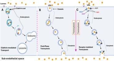 Transcellular permeability of arterial endothelium to plasma LDL, an underexplored target in treating atherosclerosis: Novel insights and potential treatment strategies