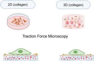 Dimensional memory in glioblastoma mechanics: Traction force analysis of cells cultured in 2D versus 3D collagen environments
