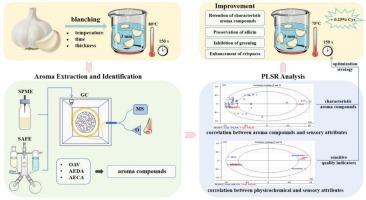 Identification of characteristic aroma compounds in blanched garlic through multidimensional analysis and improvement of sensory quality via cysteine-assisted mild blanching