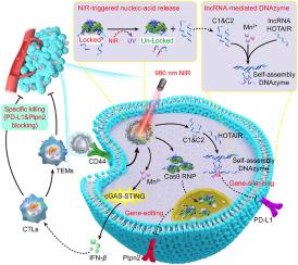 Spatiotemporally delivery of Cas9 ribonucleoprotein/DNAzyme logic systems using near-infrared upconversion nanomachine for precise immunotherapy