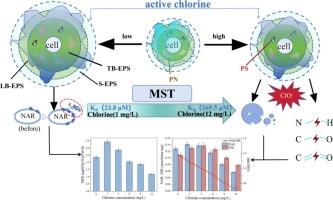 Dose-dependent effects of active chlorine on denitrification performance of activated sludge: Construction of extracellular polymeric substance barrier and enzyme-substrate interaction mechanism