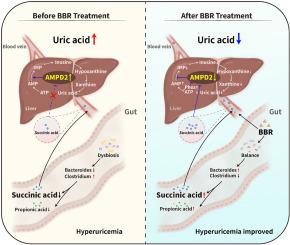 Bacteroides fragilis-derived succinic acid promotes the degradation of uric acid by inhibiting hepatic AMPD2: Insight into how plant-based berberine ameliorates hyperuricemia